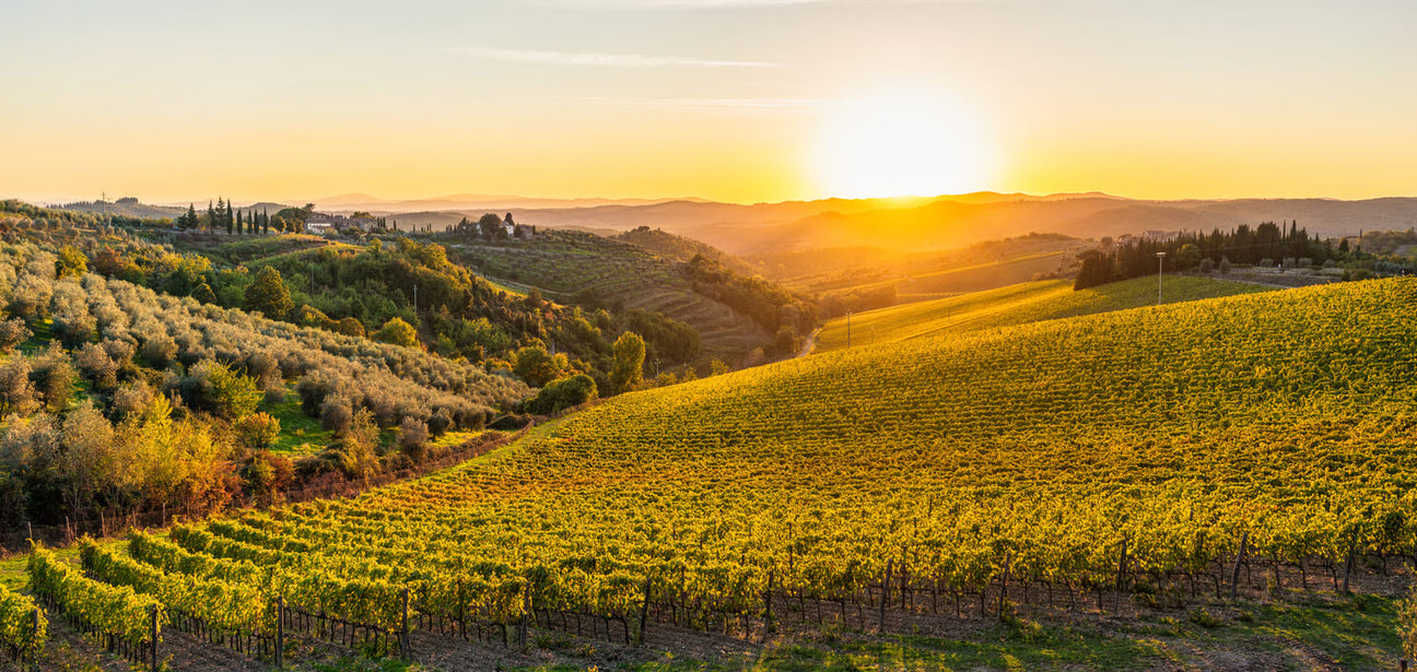 Weinberge Hintergrundbild Italien