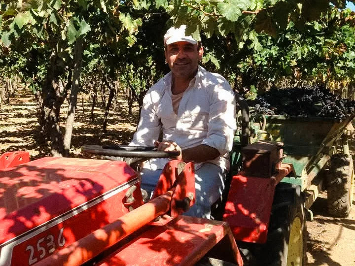 Gaetano Di Punzio bei der Arbeit im Weinberg in Apulien, wo die Trauben für die familiengeführten MAJO Weine von Buonissimo wachsen.